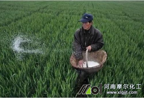 小麥葉面肥選擇 小麥葉面肥選擇