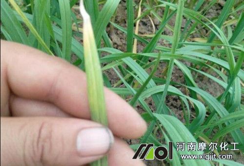 蒜苗黃尖原因 蒜苗黃尖原因