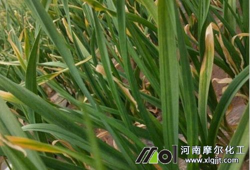 蒜苗重茬 蒜苗重茬