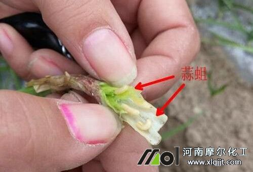蒜苗蟲害地蛆 蒜苗蟲害地蛆