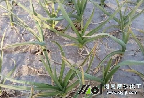 蒜苗生理性病害 蒜苗生理性病害