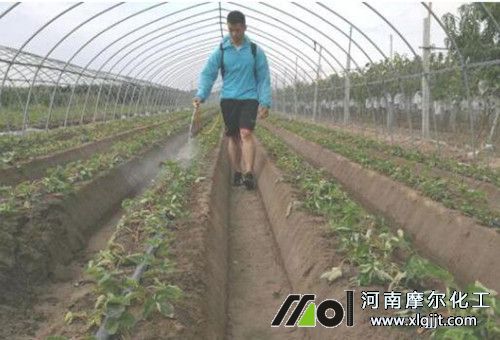 草莓花期不建議噴施葉面肥 草莓花期不建議噴施葉面肥