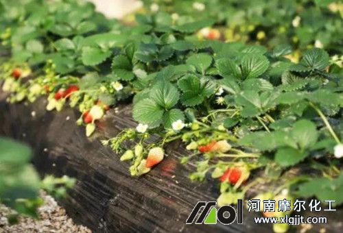 草莓結(jié)果期追肥 草莓結(jié)果期追肥