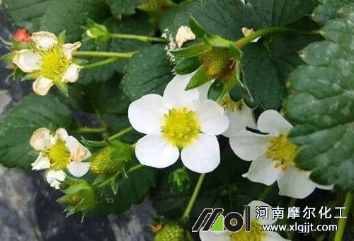 草莓花前期追肥 草莓花前期追肥