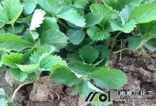 草莓苗期追肥 草莓苗期追肥