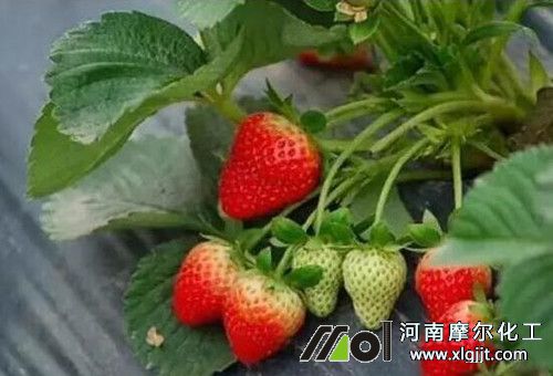 草莓種植施肥 草莓種植施肥