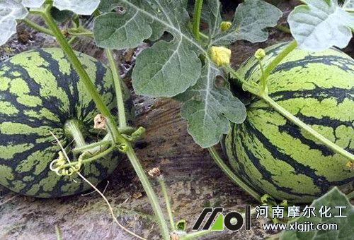 葉面肥噴施過量危害 葉面肥噴施過量危害