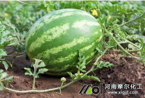 西瓜后期管理用肥 西瓜后期管理用肥