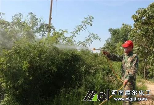 葉面肥吸收溫度 葉面肥吸收溫度