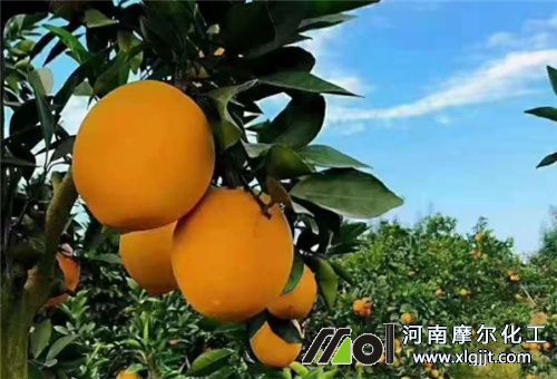 臍橙葉面追肥注意 臍橙葉面追肥注意