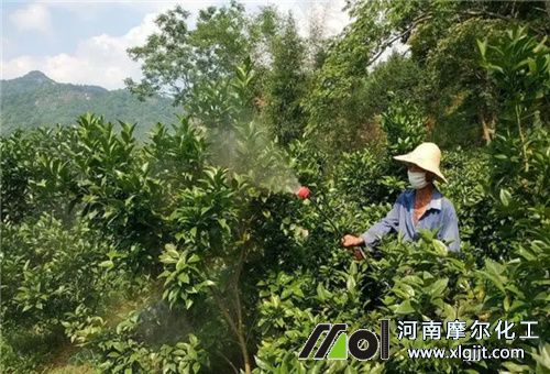 臍橙葉面追肥注意 臍橙葉面追肥注意