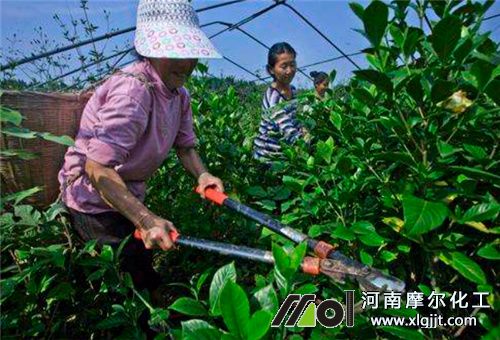 肥料過量修剪枝葉 肥料過量修剪枝葉
