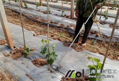 肥料過量灌根補(bǔ)救 肥料過量灌根補(bǔ)救