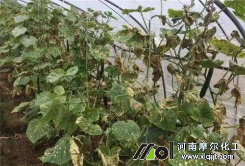 葉面肥過量枝葉枯黃 葉面肥過量枝葉枯黃