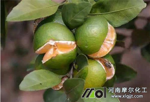 葉面肥過量落花裂果 葉面肥過量落花裂果