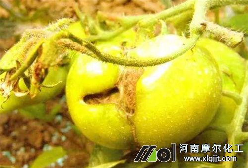 葉面肥過量發(fā)育不良 葉面肥過量發(fā)育不良