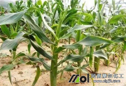 葉面肥過量抑制生長(zhǎng) 葉面肥過量抑制生長(zhǎng)