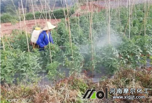 葉面噴施注意 葉面噴施注意