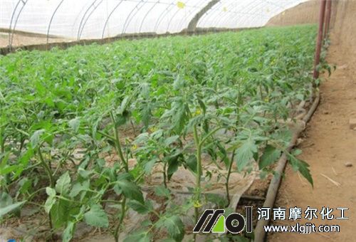 番茄噴肥過(guò)量解決 番茄噴肥過(guò)量解決