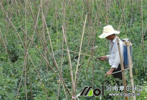 番茄噴肥過(guò)量解決 番茄噴肥過(guò)量解決