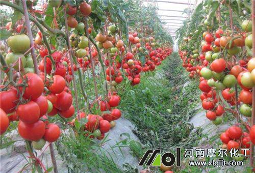 促進(jìn)番茄光合方法 促進(jìn)番茄光合方法