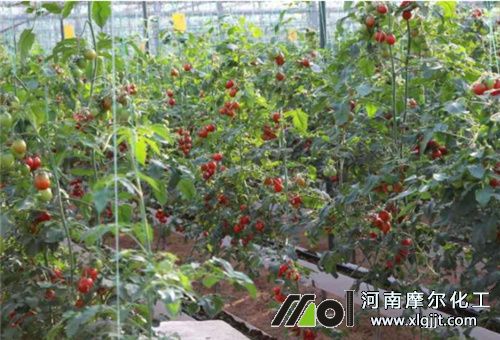 促進(jìn)番茄光合方法 促進(jìn)番茄光合方法