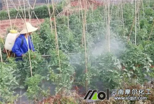 番茄葉面噴施 番茄葉面噴施