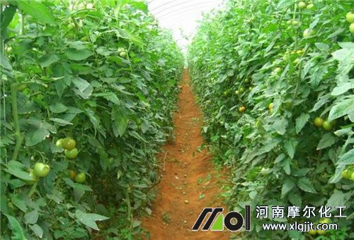 西紅柿管理要點(diǎn) 西紅柿管理要點(diǎn)