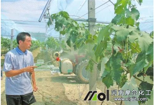 葉面肥噴施注意 葉面肥噴施注意