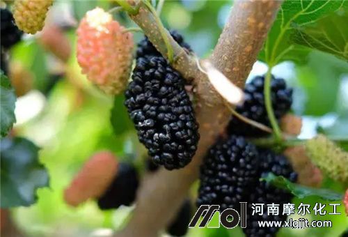 桑葚噴施葉面肥 桑葚噴施葉面肥