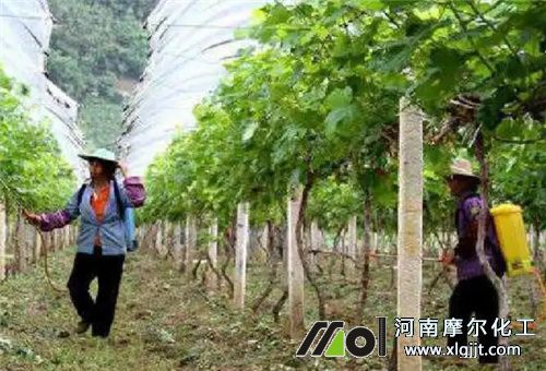 什么肥料能噴葉面 什么肥料能噴葉面