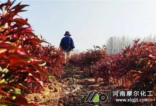 噴施是噴葉面還是土壤 噴施是噴葉面還是土壤