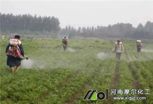 干旱花生噴施葉面肥效果 干旱花生噴施葉面肥效果