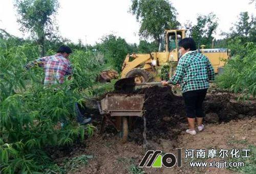 葉面噴肥事項 葉面噴肥事項