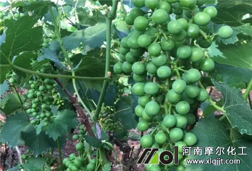 有機(jī)鉀葉面肥好處 有機(jī)鉀葉面肥好處