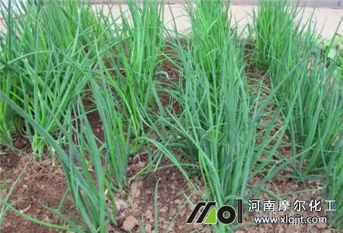 葉面追肥噴施見(jiàn)效時(shí)間 葉面追肥噴施見(jiàn)效時(shí)間