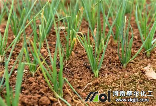 小蔥施肥選擇 小蔥施肥選擇