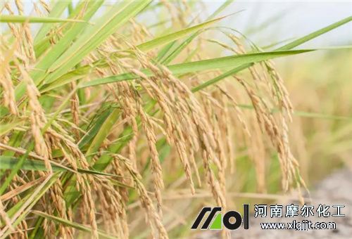 水稻使用葉面肥時(shí)期 水稻使用葉面肥時(shí)期