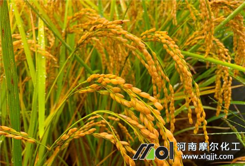 水稻使用葉面肥時(shí)期 水稻使用葉面肥時(shí)期