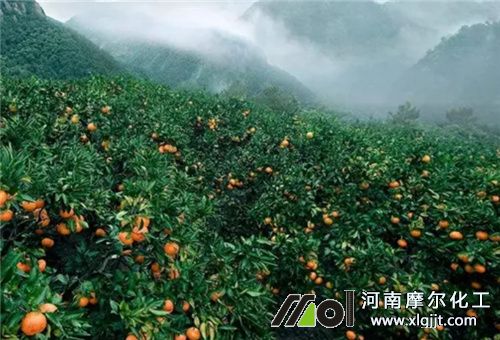 柑橘增色增甜追肥方式 柑橘增色增甜追肥方式