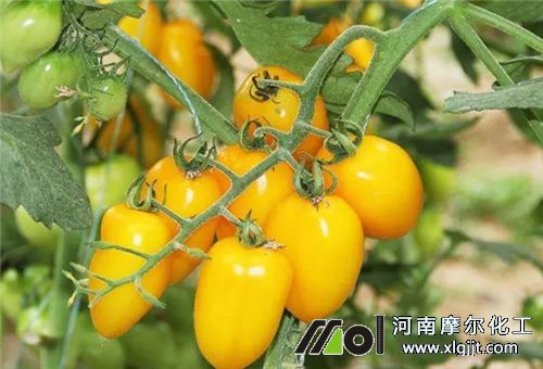 圣女果膨大技巧 圣女果膨大技巧