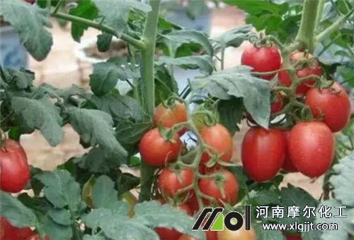 圣女果膨大方法 圣女果膨大方法