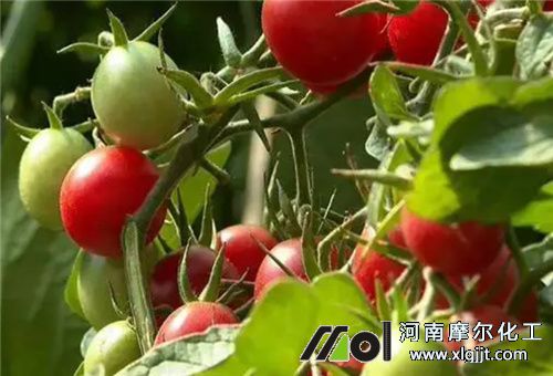 葉面肥噴施圣女果 葉面肥噴施圣女果