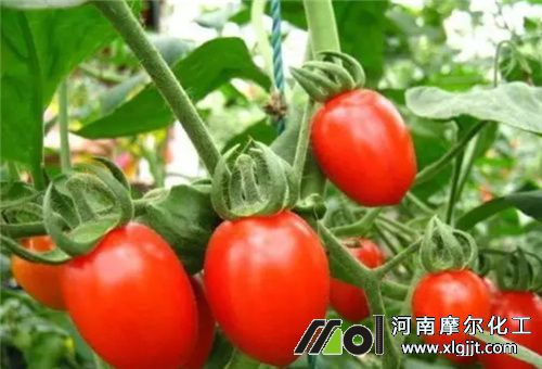 葉面肥在圣女果上用法 葉面肥在圣女果上用法