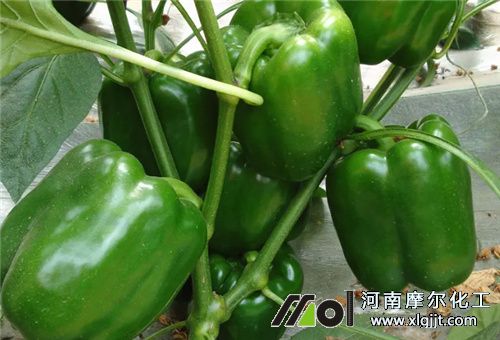 甜椒葉面肥使用注意 甜椒葉面肥使用注意