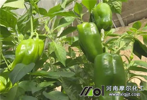 甜椒種植 甜椒種植