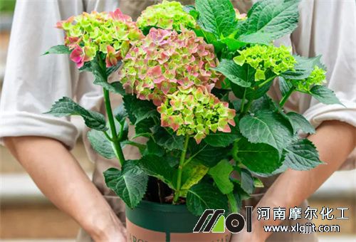 冬季花卉能否噴葉面肥 冬季花卉能否噴葉面肥