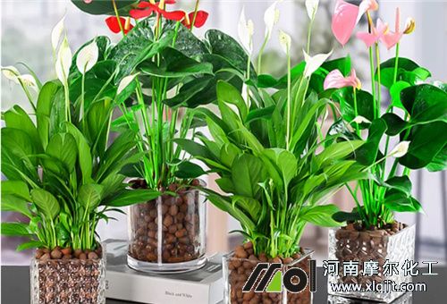 冬季花卉能否噴葉面肥 冬季花卉能否噴葉面肥