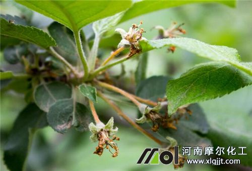 糖醇鈣落果后使用 糖醇鈣落果后使用