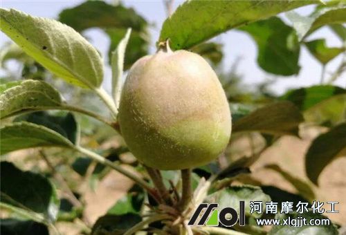 糖醇鈣膨大期使用 糖醇鈣膨大期使用